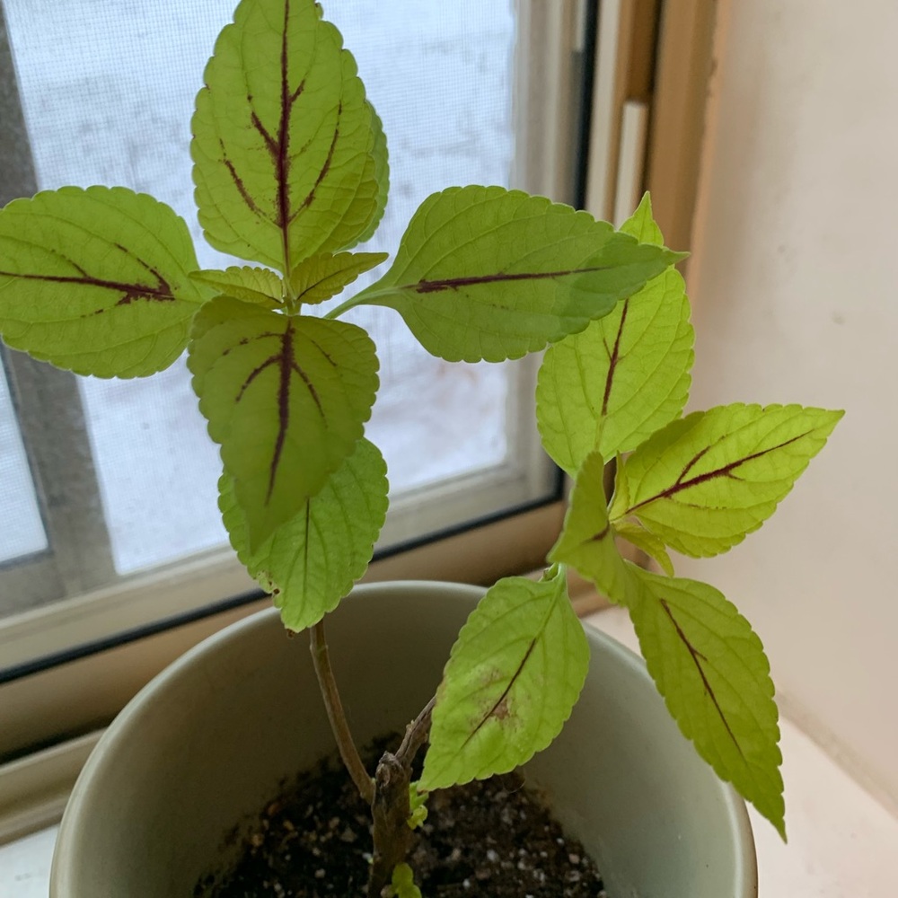 Coleus Plant